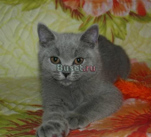 Британский котик Левашово