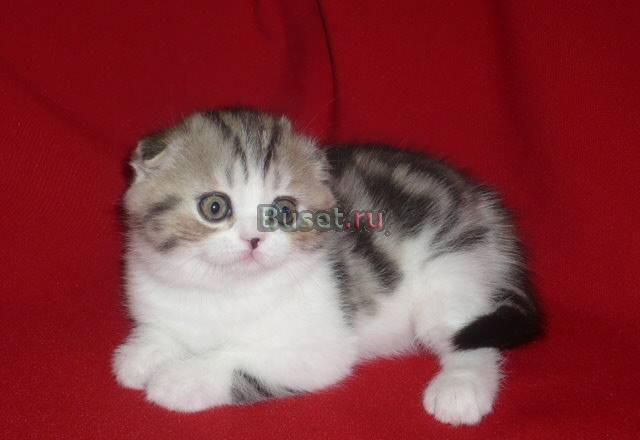 Шотландские вислоухие эксклюзивных окрасов Москва