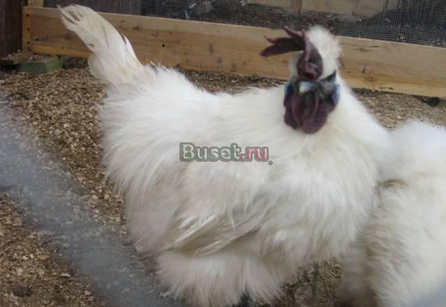 Куры  Петух проды Китайский шелковый Санкт-Петербург