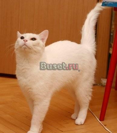 Белоснежная Юся ищет новых хозяев Санкт-Петербург