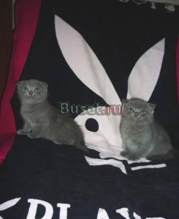 Шотландские вислоухие котята Екатеринбург