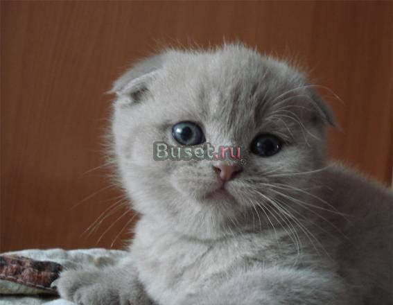 Котята. Малыши. 2 месяца Москва