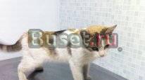 Кошечка необычного окраса ждёт вас Санкт-Петербург