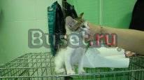 Котята ищут дом Санкт-Петербург