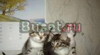 Котята ищут дом Санкт-Петербург