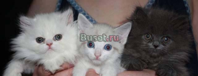 Котята персидские,  девочки Москва