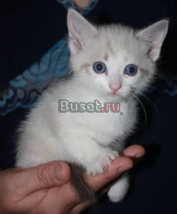 Котёнок тайский, девочка Москва