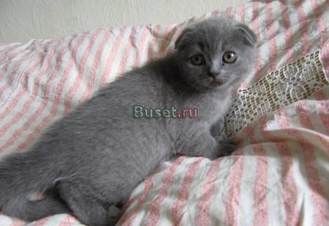 Вислоухие голубые котята2мес Санкт-Петербург