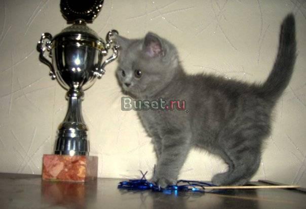 Котята Москва