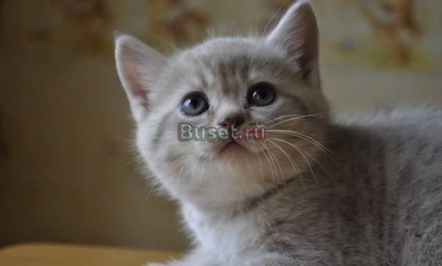 Чистокровный британский котенок Белореченск