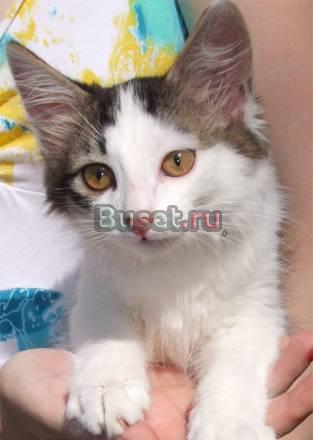 Котёнок в дар Нижний Новгород