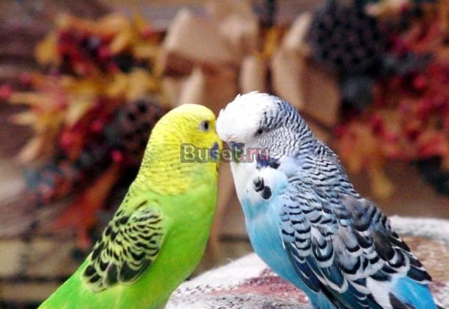 В добрые руки попугая, кенара  Москва