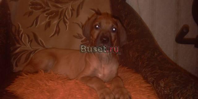 Щенки родезийского риджбека Москва