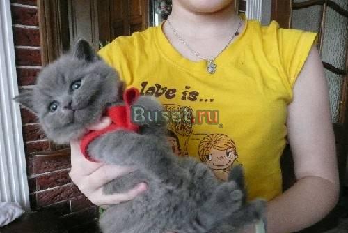 Британские котята - 1,5 месяца Санкт-Петербург