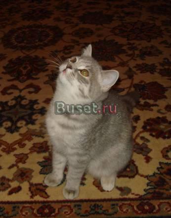 Шотландская вислоухая(Скоттиш фолд и страйт) Санкт-Петербург