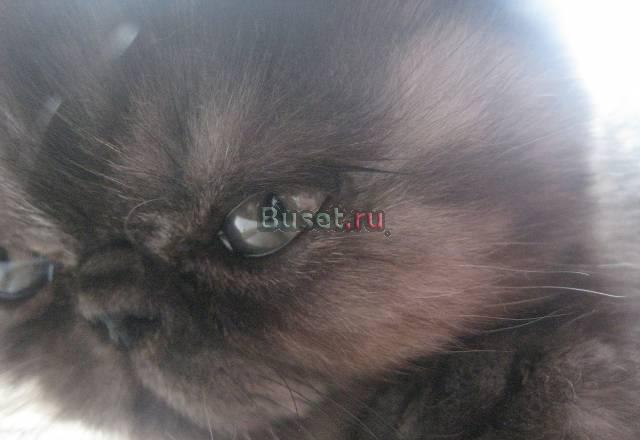 Котенок экзотической породы Санкт-Петербург