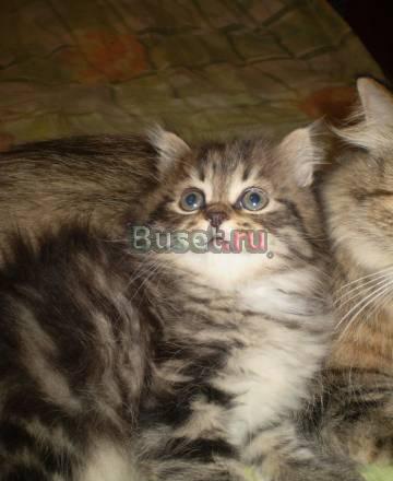 Кошечка Челябинск