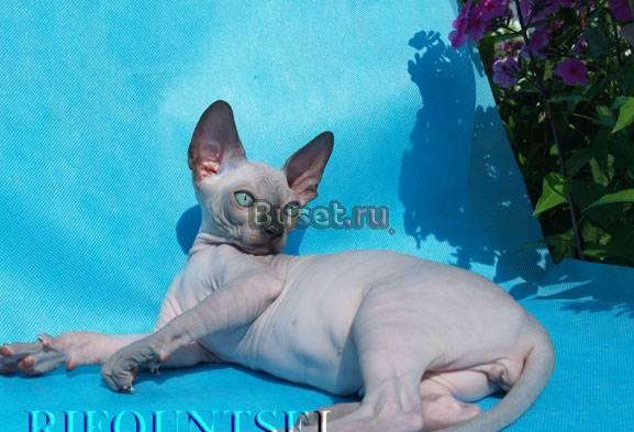 Канадский сфинкс питомник Rifountsel Москва