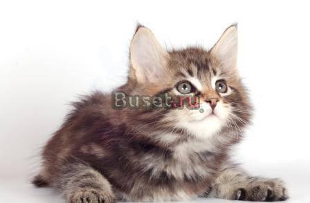Котята мейн кун Москва