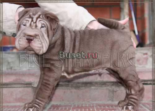 Шарпей с родословной РКФ и доставкой Москва