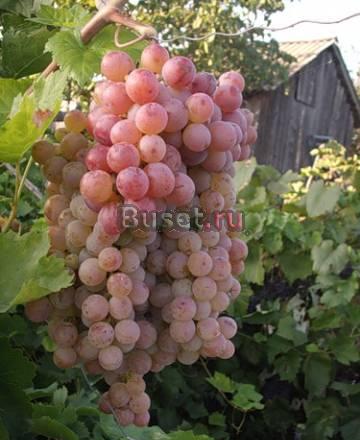 Дом на берегу азовского моря Недорого Москва