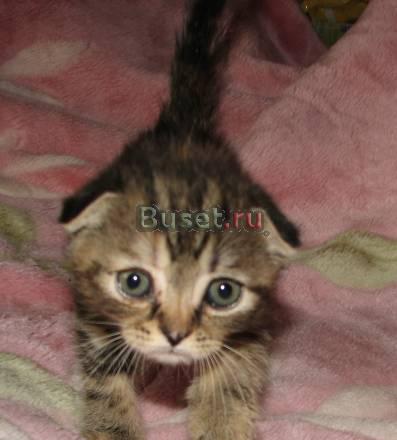 Шотландские вислоухие и британские котята Москва