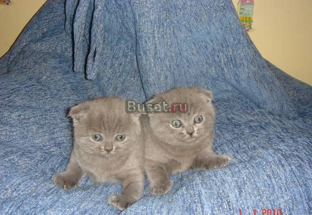 Шотландские вислоухие котята Москва
