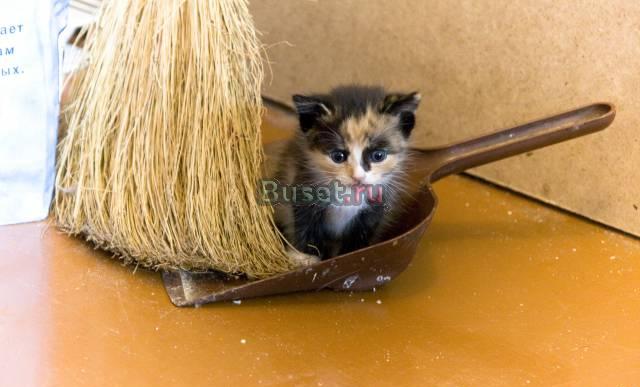 Котенок-девочка Омск