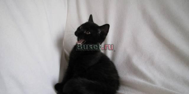 Черная британская кошка Москва