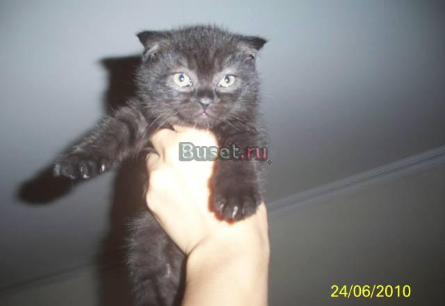 Шотландская кошечка страйт Челябинск