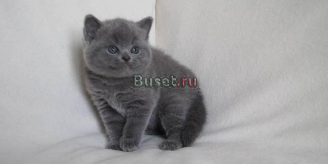 Британские котята Москва