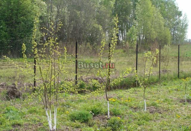 25 сот  Новориж. ш. в деревне /пмж/лес,150 м-река Москва