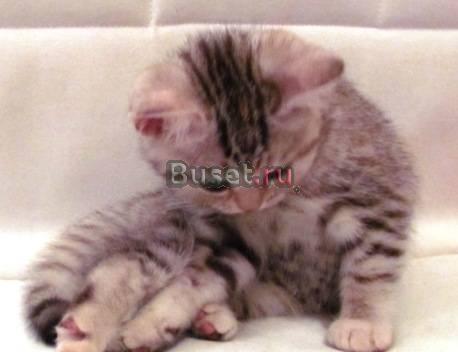 Британская кошечка "вискас" Санкт-Петербург