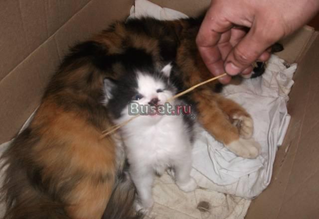 Котята самец и самка Ростов