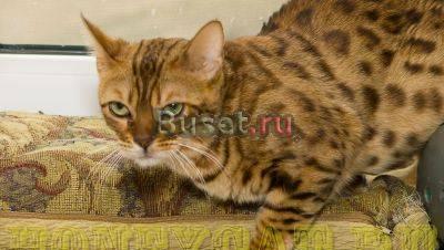 Питомник бенгальских кошек Иваново