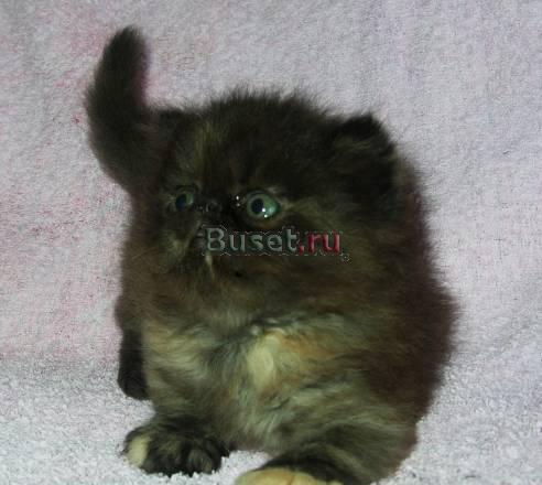 Персидский экстримальный котенок редкого окраса Ростов-на-Дону