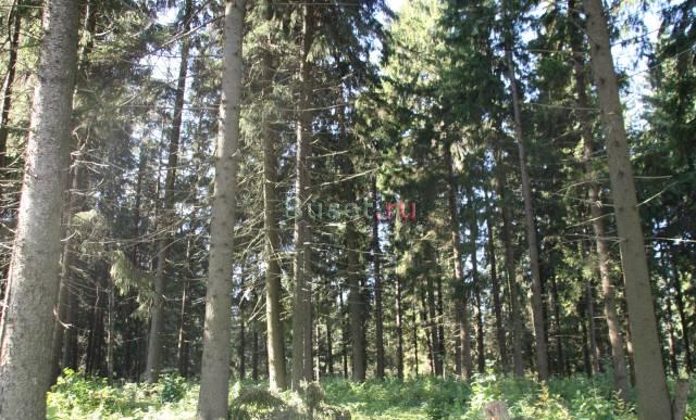 Земельный участок в лесном массиве Москва