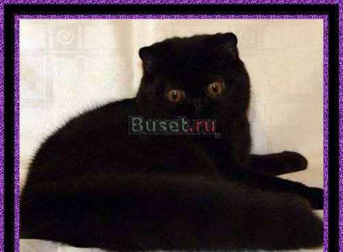 Шикарный экзотический молодой котик Волгоград