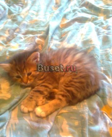 Котята в добрые руки Москва