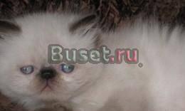 Гималайский котенок мальчик Ростов-на-Дону