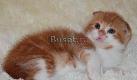 Шотландский вислоухий котик Москва