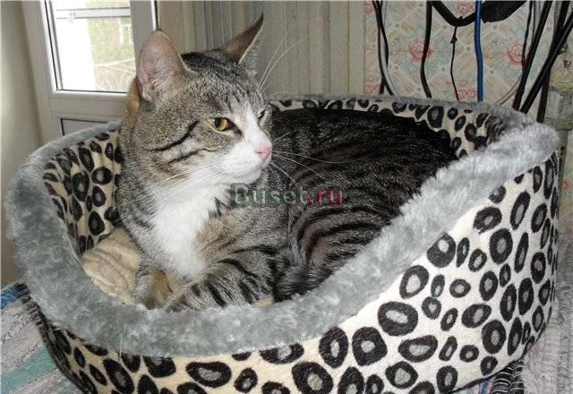 Два брата котика хотят найти любящий дом Санкт-Петербург