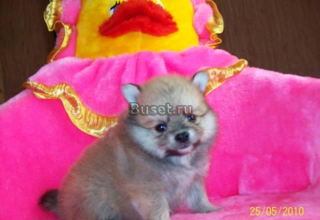 Щени померанского шпица Москва