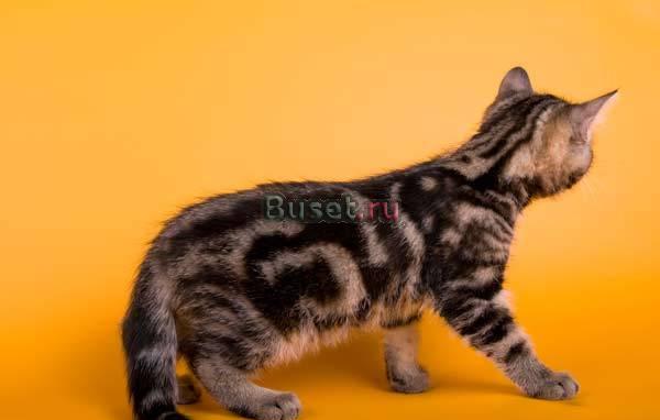 Шотландский мальчик  мраморный Москва