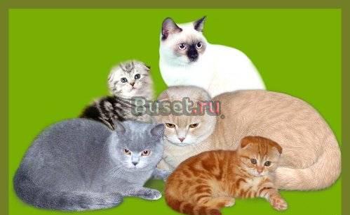 Британские и шотландские котята Москва