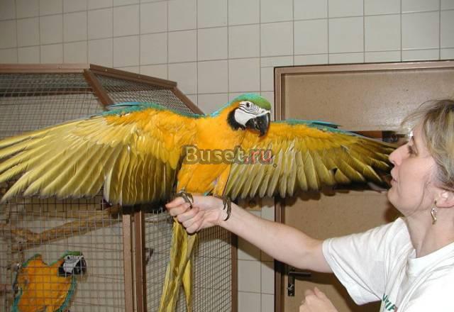 Птенцы выкормыши ара Москва