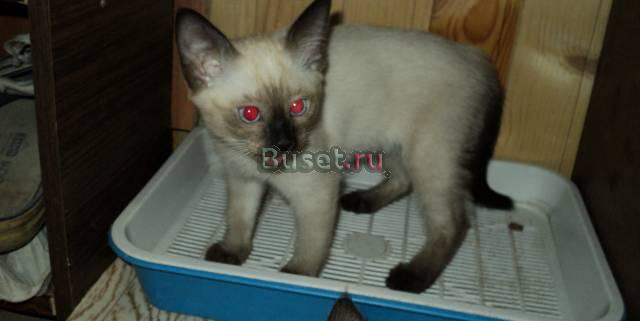 Котёнок Москва