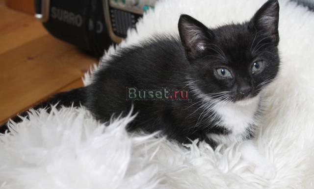 Котенок, мальчик 1.5 месяца Санкт-Петербург