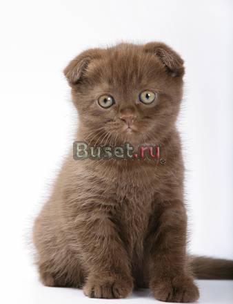 Отличные вислоухие шоколадные мальчики Москва