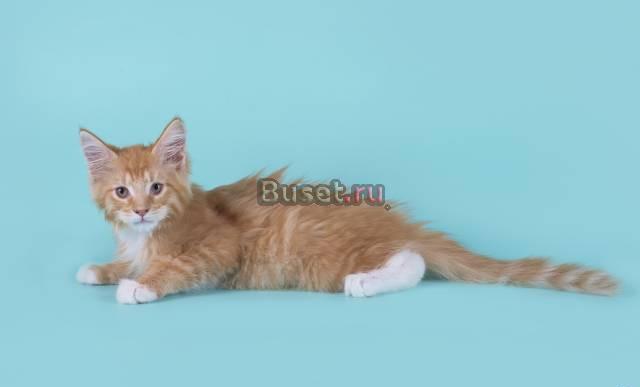 Рыжие и черные котята породы мейн-кун Москва